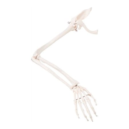 Fabrication Enterprises 3B Anatomical Model - Loose Bones, Arm Skeleton with Scapula and Clavicle, Right 12-4583R